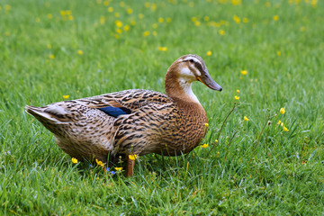 A mallard duck walking in the rain.