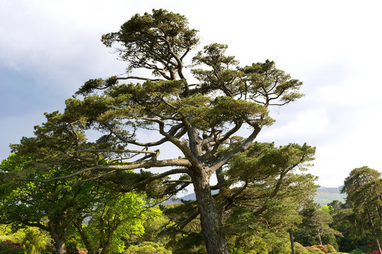 Old big pine tree in Ireland