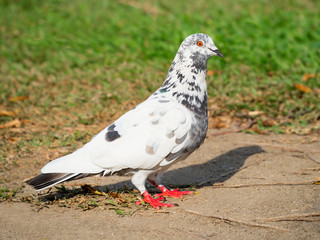 pigeon bird standing on the park