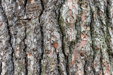 tree bark 6