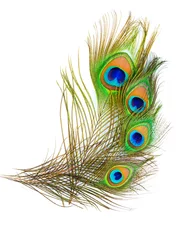 Foto op Plexiglas Pauw kleurrijk patroon op geïsoleerde pauwenveer