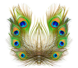 Obraz premium colorful pattern on peacock feather isolated