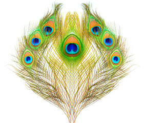 motif coloré sur plume de paon isolé