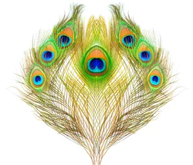 Photo sur Plexiglas Paon motif coloré sur plume de paon isolé