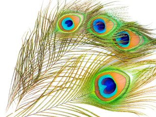 colorful pattern on peacock feather isolated