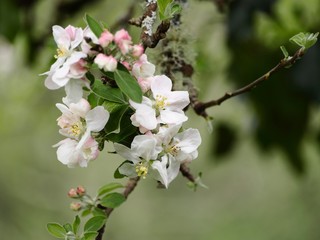Fototapeta na wymiar Apple blosson heaven