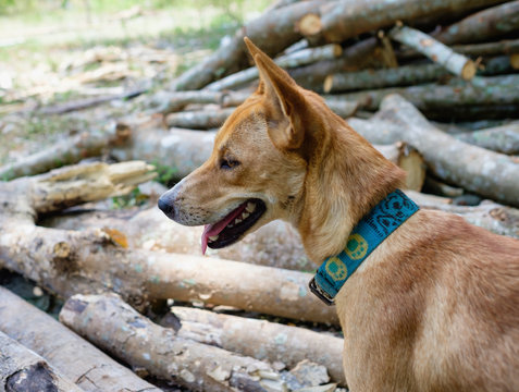 thai dog sitting, countryside life style