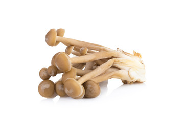 Shimeji mushrooms brown varieties