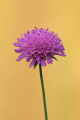 Fiore selvatico viola