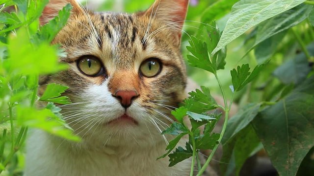 Slow motion,orange-gray, white cat under green bushes and leaves
