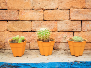 A little cactus in three pots with brick wall background
