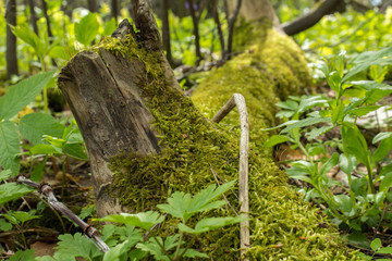 Fallen tree covered with moss