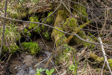 Mountain stream, the river flows through the fallen trees