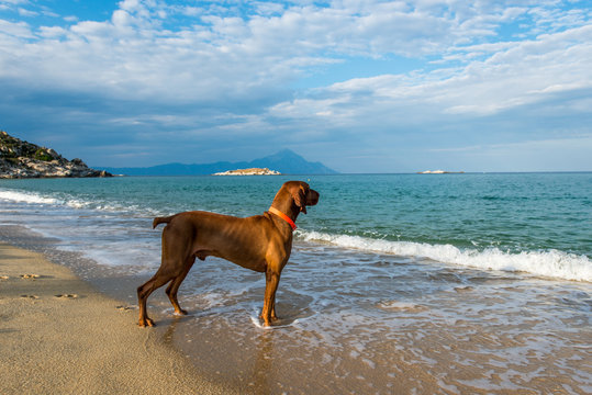 Dog Friendly Beach Holidays