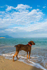 Dog friendly beach holidays