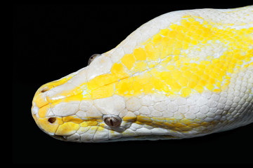 Big python snake head on black