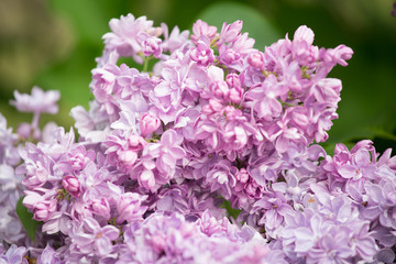 Obraz premium Beautiful branch of flowering lilac closeup