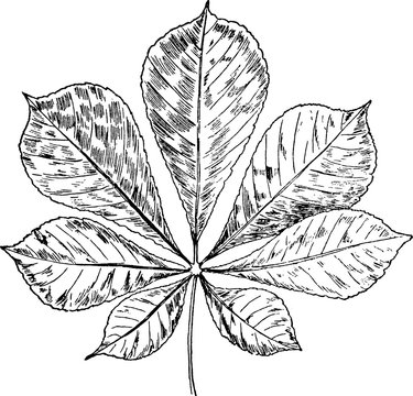 Vintage image leaf