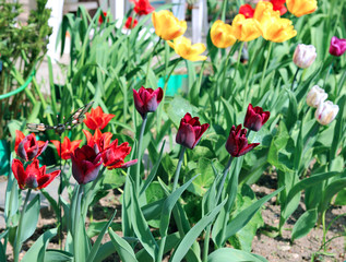 Many beautiful red and yellow tulips in flower garden