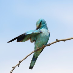 European Roller, Coracias garrulus
