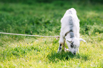 Fototapeta premium Grazing cute goatling on green meadow. Little goat eating grass on green meadow background. Grazing goat on pastureland