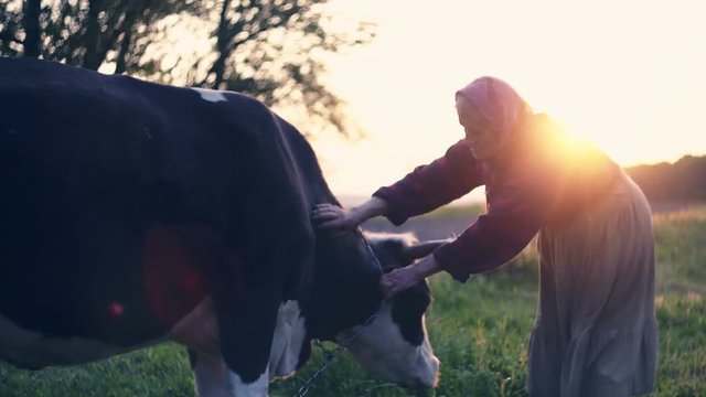 Cow on the green grass with the caring senior. RAW video record.
