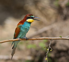 European bee-eater, Merops apiaster