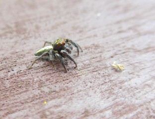 Jumping spider closeup at garden