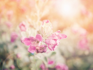 Abstract vintage style of tiny flower in the field for background