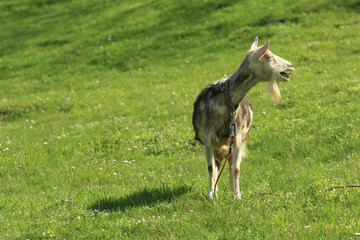 Naklejka na ściany i meble Domestic goat stands on a green grass and bleats