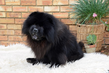 Long hair black chow dog