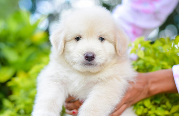 An Adorable Golden Retriever Puppy. Golden Retriever Dogs Have An Instinctive Love Of Water And Are Easy To Train To Basic Or Advanced Obedience Standards