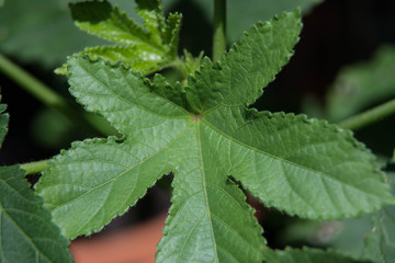 Kenaf leaves, Hibiscus cannabinus, Roselle leafs, vegetable