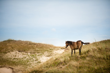 Wildpferd in Dünenlandschaft
