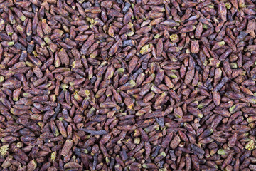 Dried birch buds , close up