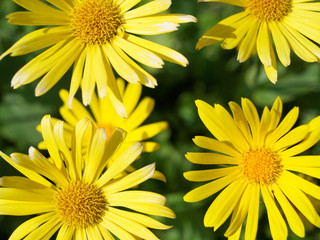 Doronicum yellow flowers