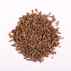 Bud of birch on a white background