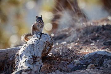 Close-up of a Chipmunk at Bryce Canyon