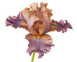 iris