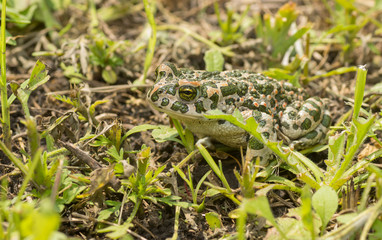 Green toad hiding in spring grass