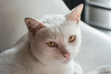 face of cute white cat  on white background 