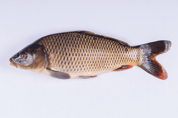 Fototapeta premium Common carp fish on white background