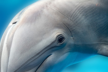 dolphin smiling eye close up portrait detail © Andrea Izzotti