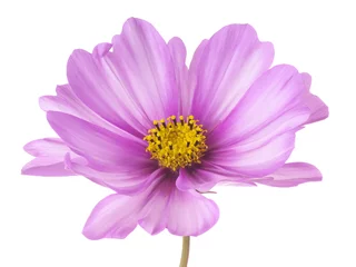 Photo sur Plexiglas Fleurs cosmos flower