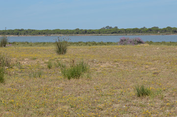 Fototapeta premium marismas
