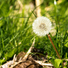Lonely dry dandelion