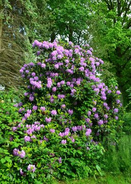 Großer Rhododendron blüht rosa im Park