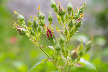 blooming roses in a garden