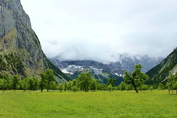 Fototapeta na wymiar grüne Bäume mit wolken verhangenen Bergen im Hintergrund
