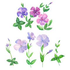 Fototapeta na wymiar set of blue and pink flowers on a white background, watercolor painting, periwinkle